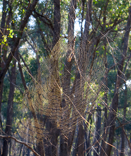 Golden Orb Spider, photo by Bronwyn Silver